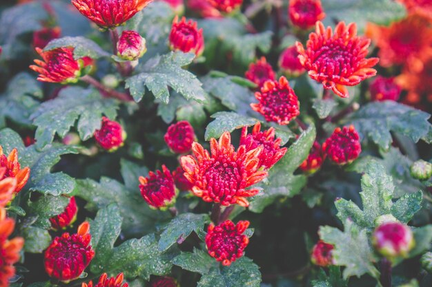 赤い花の植物のクローズアップ