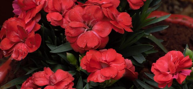 Close-up of red flowering plants