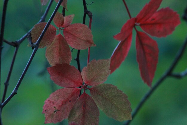 Close-up of red flowers against blurred background