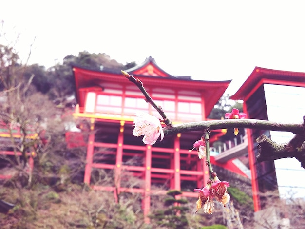 Photo close-up of red flowers against built structure