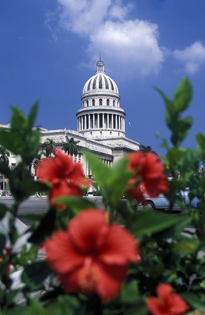 Close-up of red flowers against cathedral dome