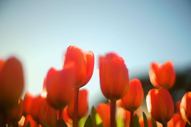 Close-up of red flowers against clear sky