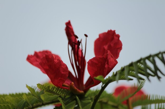 澄んだ空の背景に赤い花のクローズアップ