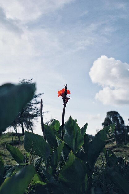 Foto close-up di fiori rossi contro il cielo