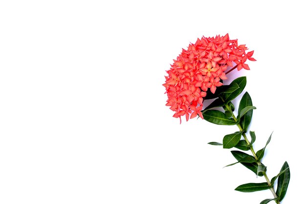 Photo close-up of red flowers against white background