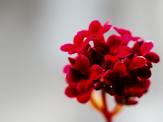 Photo close-up of red flowers in bloom