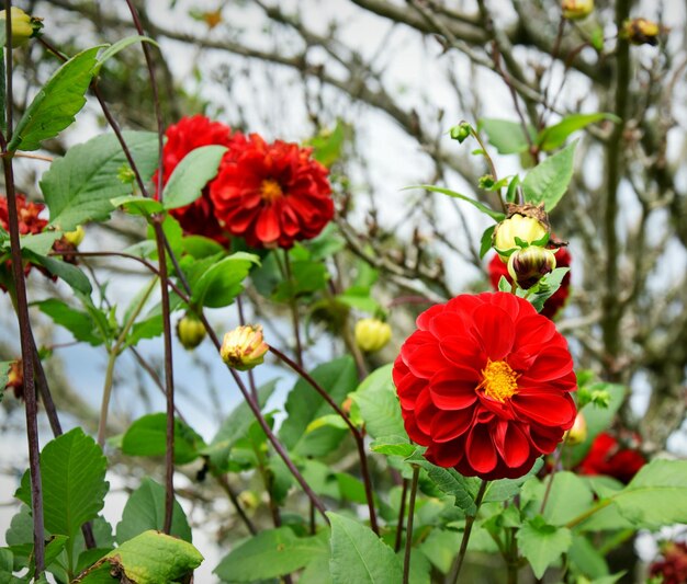 Foto close-up di fiori rossi in fiore