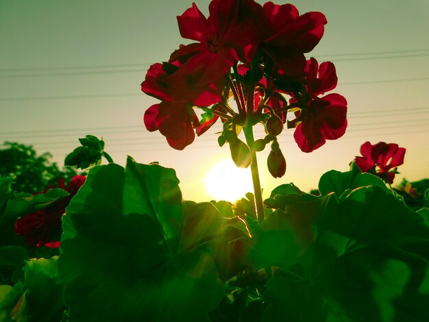 Close-up of red flowers blooming against sky