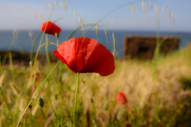 Close-up of red flowers blooming in field