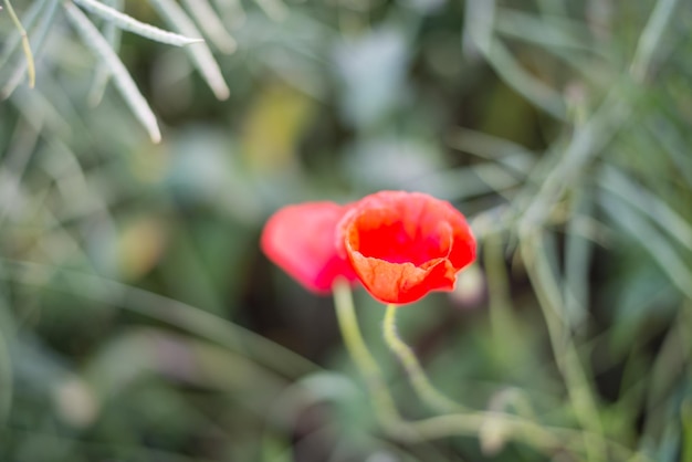 Foto close-up di fiori rossi che fioriscono nel campo