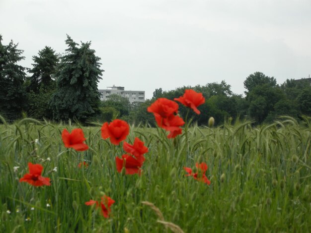 Close-up of red flowers blooming in field