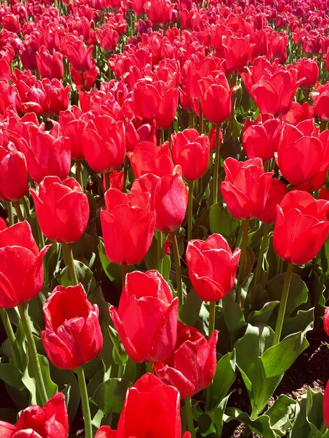 Close-up of red flowers blooming in field