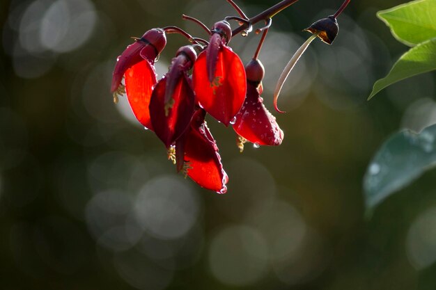 Photo close-up of red flowers blooming in garden