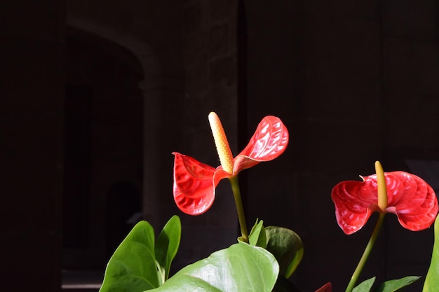 Foto close-up di fiori rossi che fioriscono di notte