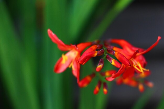 Close-up of red flowers blooming outdoors