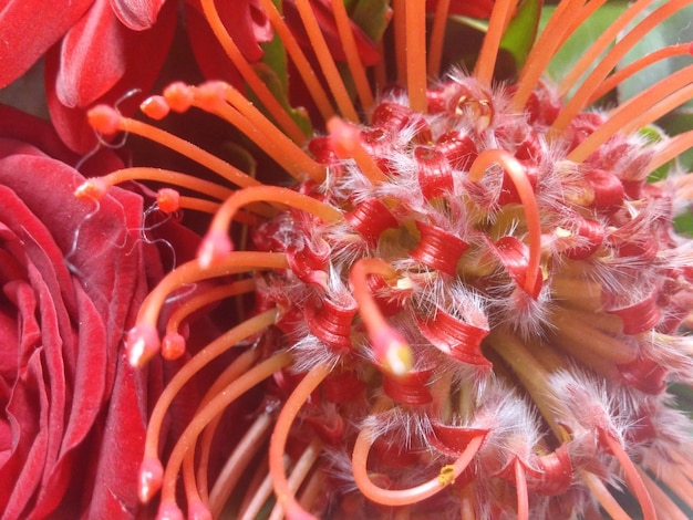 Foto close-up di fiori rossi che fioriscono all'aperto