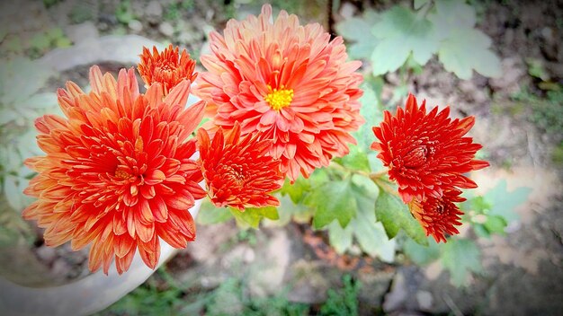 Close-up of red flowers blooming outdoors