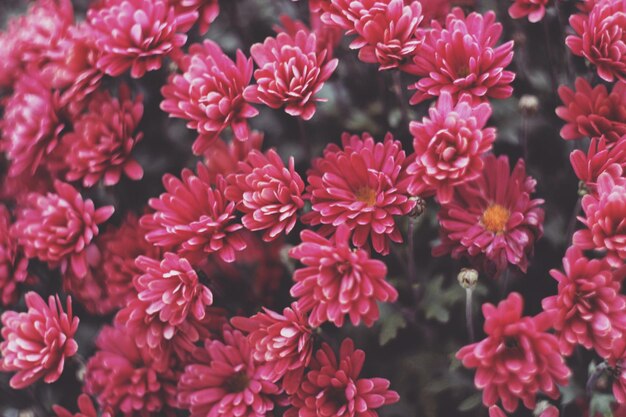 Close-up of red flowers blooming outdoors