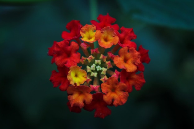 Foto close-up di fiori rossi che fioriscono all'aperto