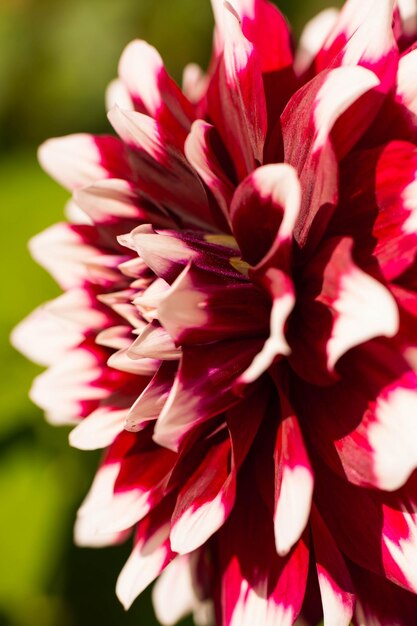 Close-up of red flowers blooming outdoors