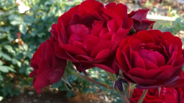 Close-up of red flowers blooming outdoors