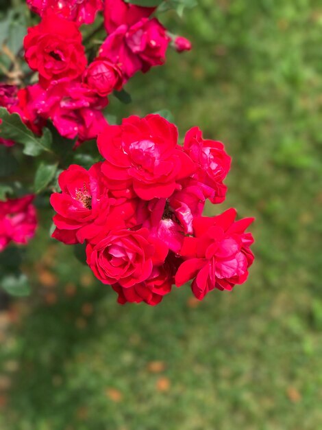 Close-up of red flowers blooming outdoors