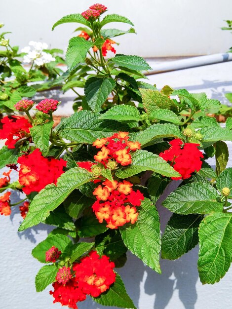 Close-up of red flowers blooming outdoors