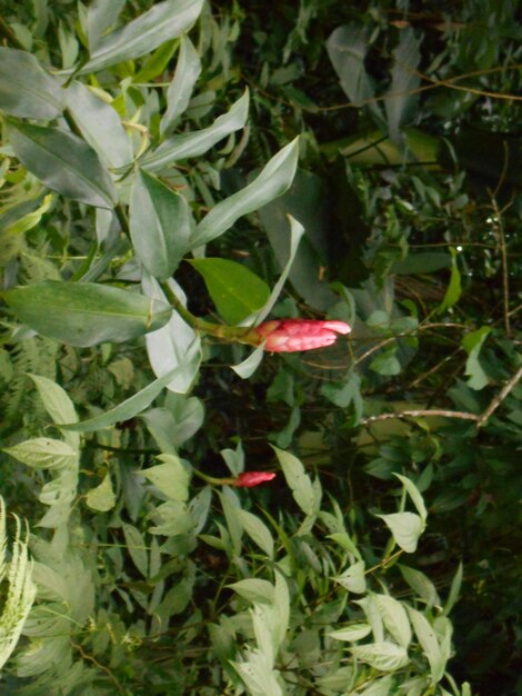 Close-up of red flowers blooming outdoors