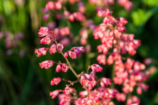 Close-up of red flowers blooming outdoors