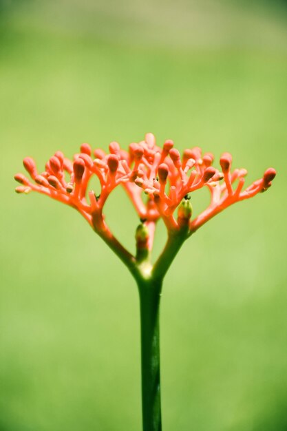 Photo close-up of red flowers blooming outdoors