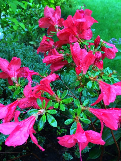 Close-up of red flowers blooming outdoors