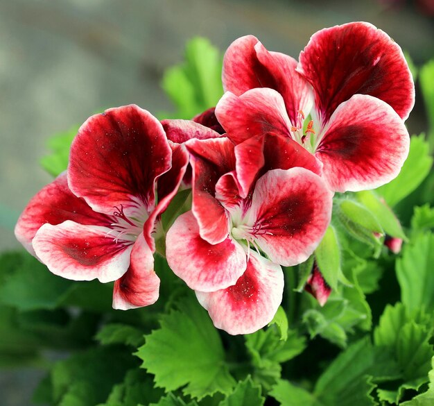 Foto close-up di fiori rossi che fioriscono all'aperto