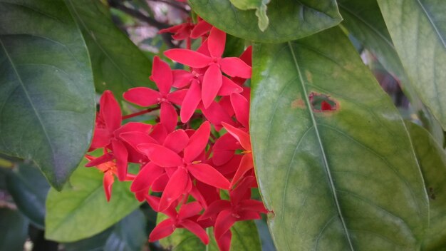 Close-up of red flowers blooming outdoors