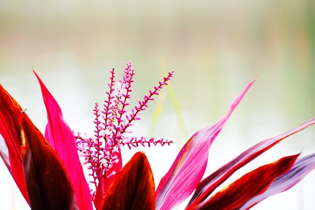 Close-up of red flowers blooming outdoors