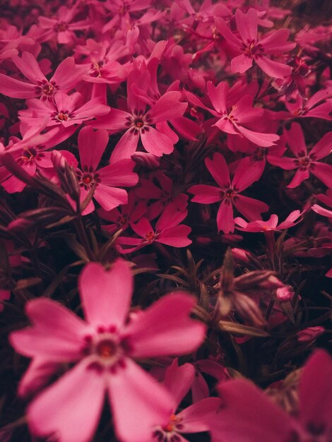 Close-up of red flowers blooming outdoors