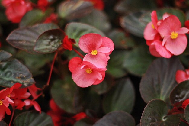 Close-up of red flowers blooming outdoors