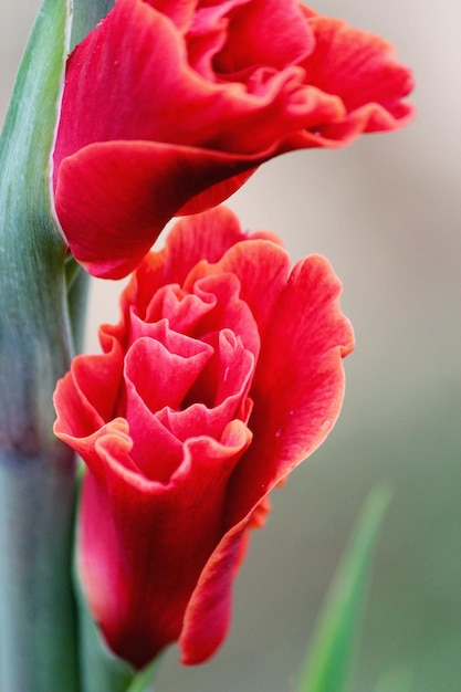 Foto close-up di fiori rossi che fioriscono all'aperto