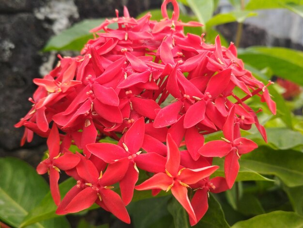 Close-up of red flowers blooming outdoors