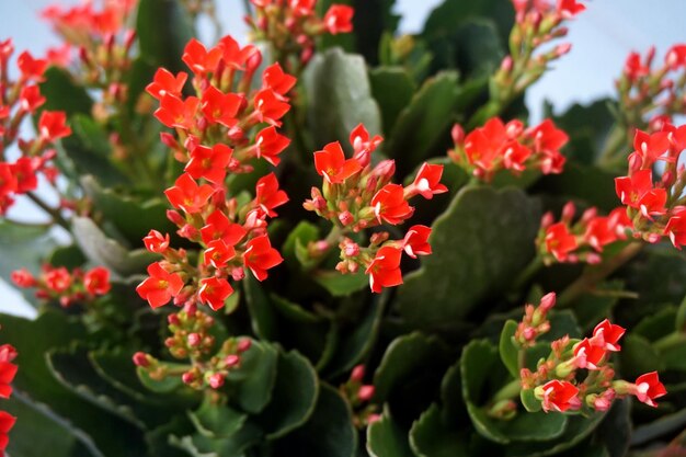 Foto close-up di fiori rossi che fioriscono all'aperto