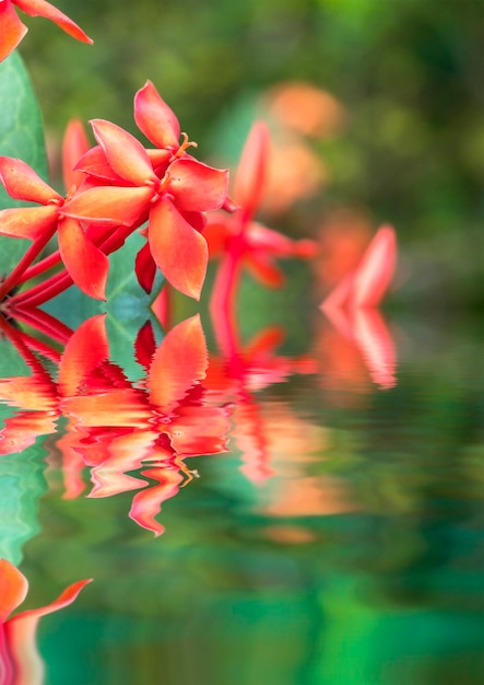 Foto close-up di fiori rossi che fioriscono all'aperto