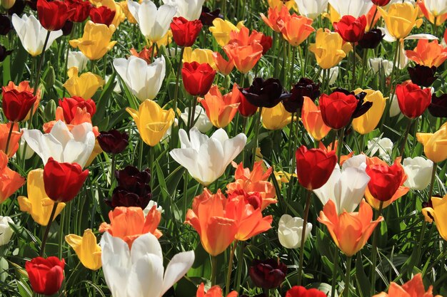 Close-up of red flowers blooming outdoors