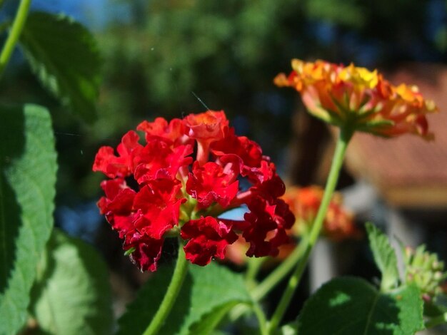 Close-up of red flowers blooming outdoors