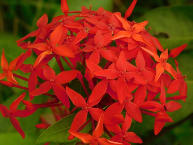 Close-up of red flowers blooming outdoors