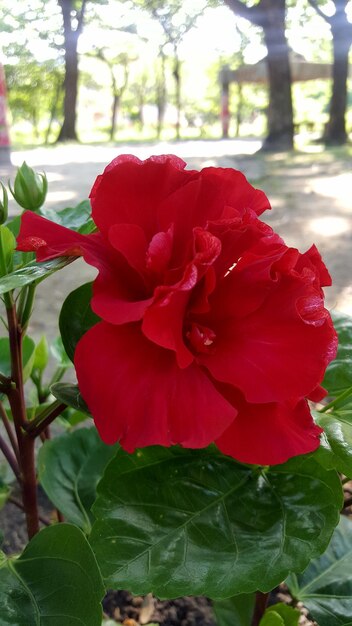 Close-up of red flowers blooming outdoors