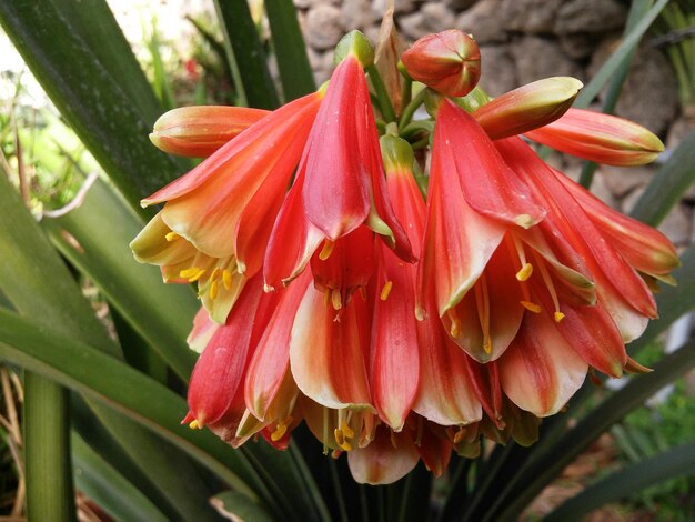 Close-up of red flowers blooming in park