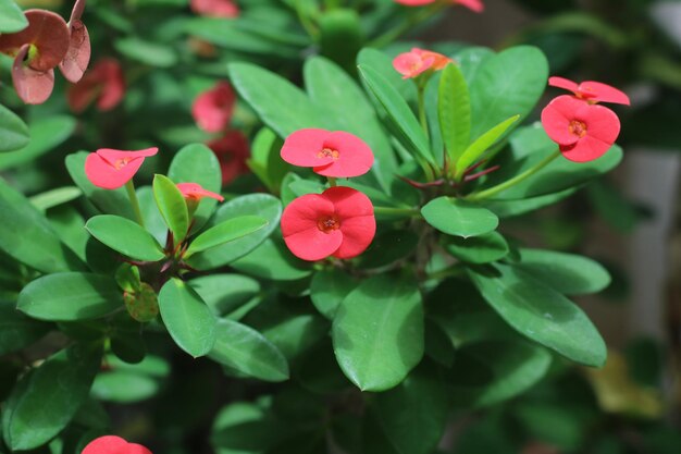 Photo close-up of red flowers blooming in park