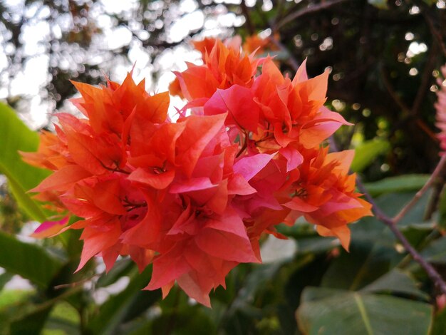 Close-up of red flowers blooming on tree