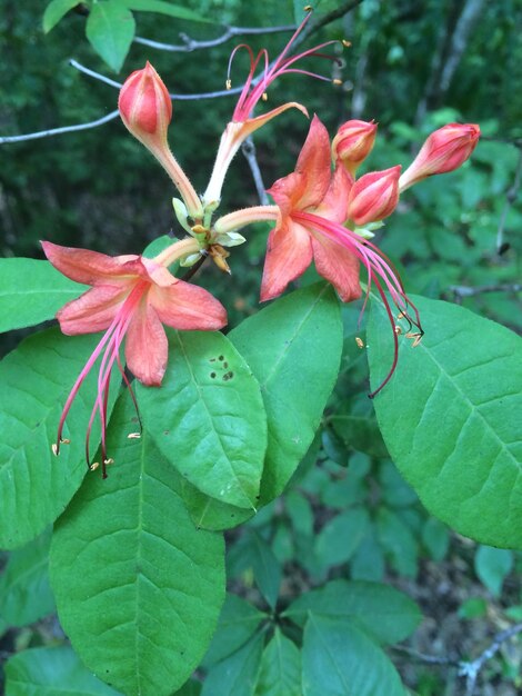 Close-up of red flowers on branch