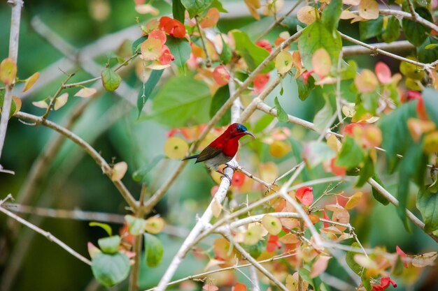 Photo close-up of red flowers on branch