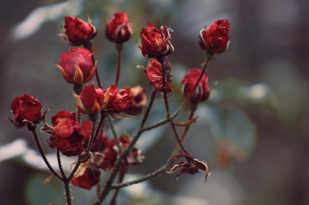 Foto prossimo piano dei fiori rossi sul ramo